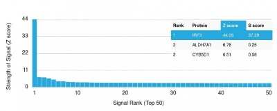 Protein Array: IRF3 Antibody (PCRP-IRF3-1E6) [NBP3-07529]