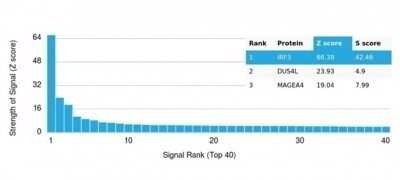 Protein Array: IRF3 Antibody (PCRP-IRF3-3B2) - Azide and BSA Free [NBP3-14106]