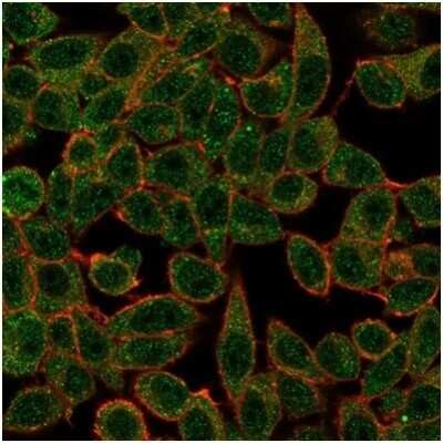 Immunocytochemistry/ Immunofluorescence: IRF3 Antibody (PCRP-IRF3-3B2) [NBP3-13954]
