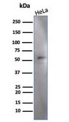 Western Blot: IRF3 Antibody (PCRP-IRF3-3B2) [NBP3-13954]