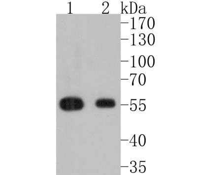 Western Blot: IRF3 Antibody (SD2062) [NBP2-67741]