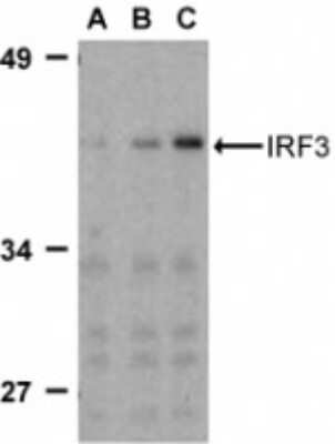 Western Blot: IRF3 AntibodyBSA Free [NBP1-76597]