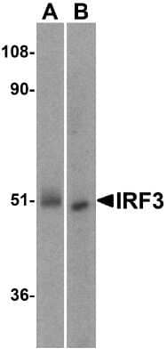 Western Blot: IRF3 AntibodyBSA Free [NBP1-76598]