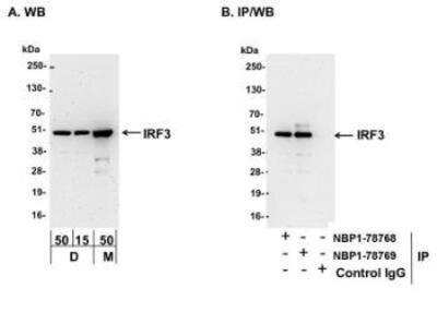 Western Blot: IRF3 Antibody [NBP1-78769]