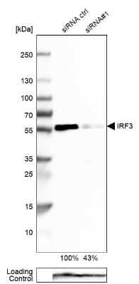 Western Blot: IRF3 Antibody [NBP1-92028]