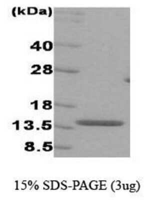 SDS-PAGE: Recombinant Human IRF3 Protein [NBC1-18469]