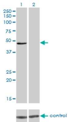 Western Blot: IRF4 Antibody (2D1) [H00003662-M05]
