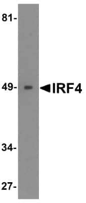 Western Blot: IRF4 AntibodyBSA Free [NBP1-76574]