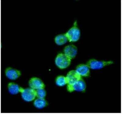 Immunocytochemistry/ Immunofluorescence: IRF5 Antibody (10T1) - BSA Free [NBP1-04307]