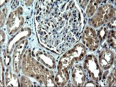 Immunohistochemistry: IRF5 Antibody (OTI1G7) [NBP2-45425]