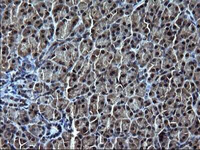 Immunohistochemistry: IRF5 Antibody (OTI1G7) [NBP2-45425]