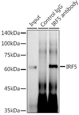 Immunoprecipitation: IRF5 Antibody (6L2B5) [NBP3-15343]
