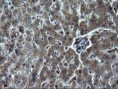 Immunohistochemistry: IRF5 Antibody (OTI1G7) - Azide and BSA Free [NBP2-71043]