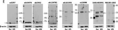 Western Blot: IRF5 Antibody [NB100-1092]