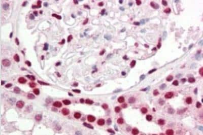 Immunohistochemistry-Paraffin: IRF6 Antibody [NBP1-51911]