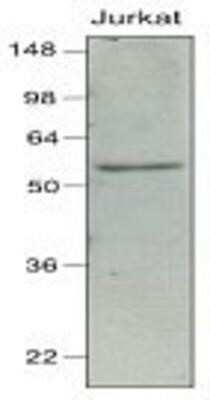 Western Blot: IRF7 Antibody (3D9)BSA Free [NBP1-04309]