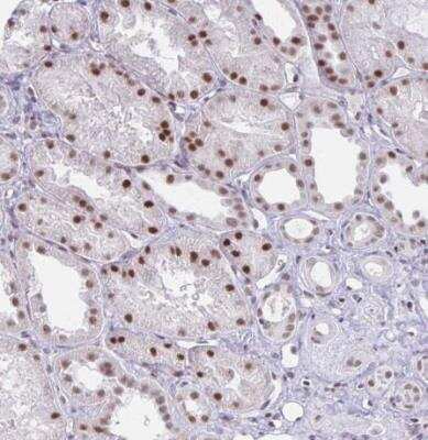 Immunohistochemistry-Paraffin: IRF7 Antibody [NBP2-38678]