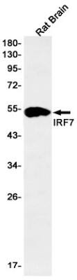 Western Blot: IRF7 Antibody (S04-1E1) [NBP3-19807]