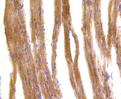 Immunohistochemistry-Paraffin: IRF7 Antibody (SC0617) [NBP2-67634]