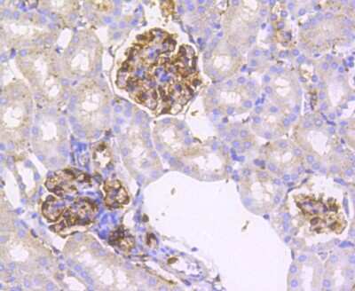 Immunohistochemistry-Paraffin: IRF7 Antibody (SC0617) [NBP2-67634]