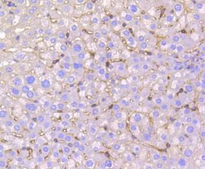 Immunohistochemistry-Paraffin: IRF7 Antibody (SC0617) [NBP2-67634]