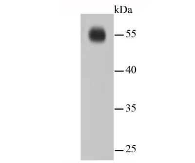 Western Blot: IRF7 Antibody (SC0617) [NBP2-67634]