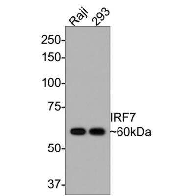 Western Blot: IRF7 Antibody (SC0617) [NBP2-67634]