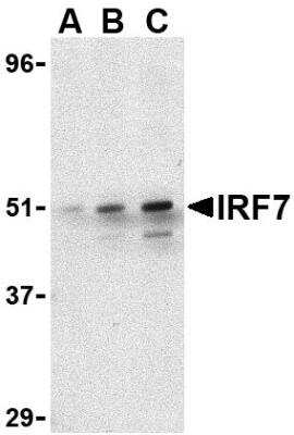 Western Blot: IRF7 AntibodyBSA Free [NBP1-77263]