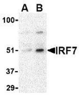 Western Blot: IRF7 AntibodyBSA Free [NBP1-77264]