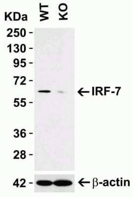 Western Blot: IRF7 AntibodyBSA Free [NBP3-06987]