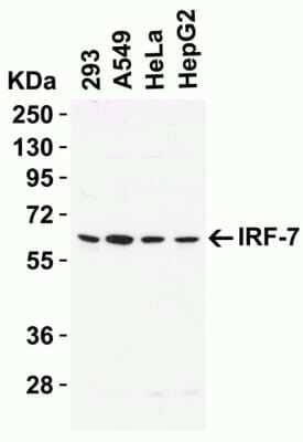 Western Blot: IRF7 AntibodyBSA Free [NBP3-06987]