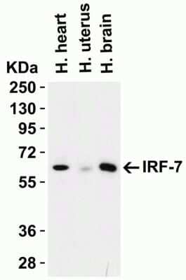 Western Blot: IRF7 AntibodyBSA Free [NBP3-06987]