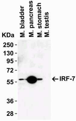 Western Blot: IRF7 AntibodyBSA Free [NBP3-06987]