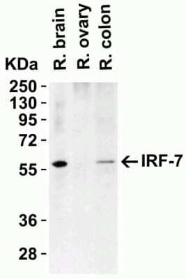 Western Blot: IRF7 AntibodyBSA Free [NBP3-06987]