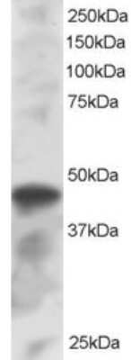 Western Blot: IRF8 Antibody [NB100-1093]