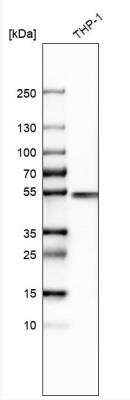 Western Blot: IRF8 Antibody [NBP1-83123]