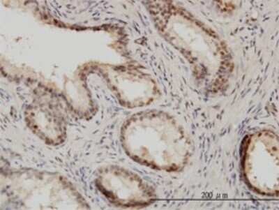 Immunohistochemistry-Paraffin: IRF9 Antibody (1C10) [H00010379-M01]