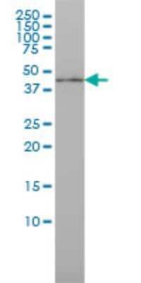 Western Blot: IRF9 Antibody (1D11) [H00010379-M02]