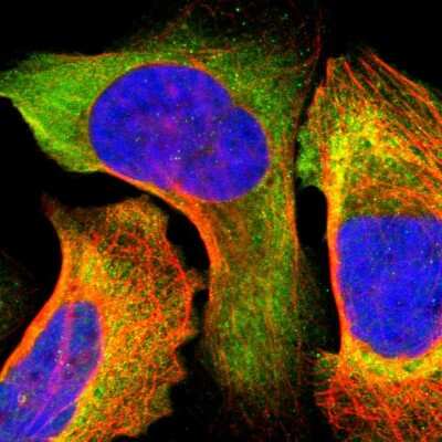 Immunocytochemistry/ Immunofluorescence: IRF9 Antibody [NBP1-81577]