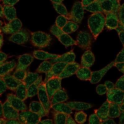 Immunocytochemistry/ Immunofluorescence: IRF9 Antibody (PCRP-IRF9-2F8) [NBP3-13835]