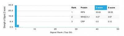 Protein Array: IRF9 Antibody (PCRP-IRF9-2F8) [NBP3-13835]