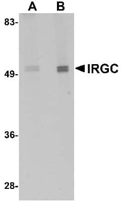 Western Blot: IRGC AntibodyBSA Free [NBP1-77364]