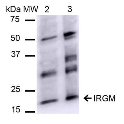 Western Blot: IRGM Antibody [NBP3-18254]