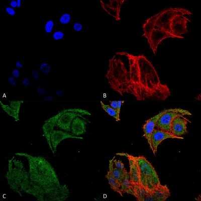 Immunocytochemistry/ Immunofluorescence: IRGM Antibody [NBP3-18254]