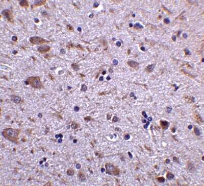 Immunohistochemistry-Paraffin: IRGM Antibody - BSA Free [NBP1-76377]