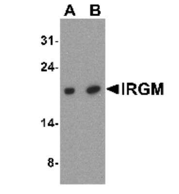 Western Blot: IRGM AntibodyBSA Free [NBP1-76377]