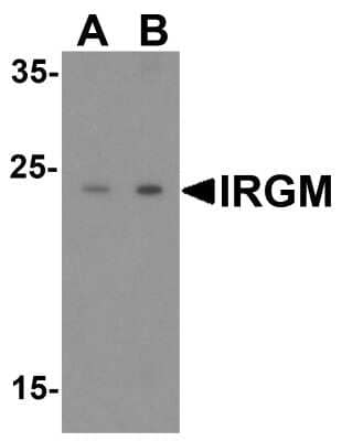 Western Blot: IRGM AntibodyBSA Free [NBP1-76890]