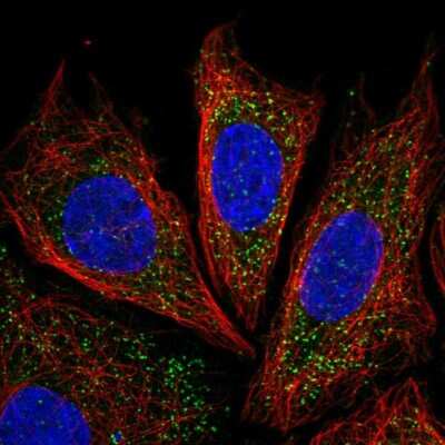 Immunocytochemistry/ Immunofluorescence: IRGQ Antibody [NBP2-58334]