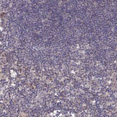 Immunohistochemistry-Paraffin: IRGQ Antibody [NBP1-94049]