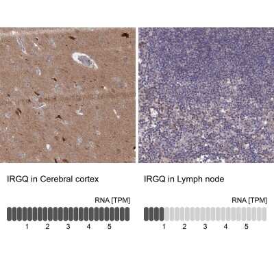 Immunohistochemistry-Paraffin: IRGQ Antibody [NBP1-94049]